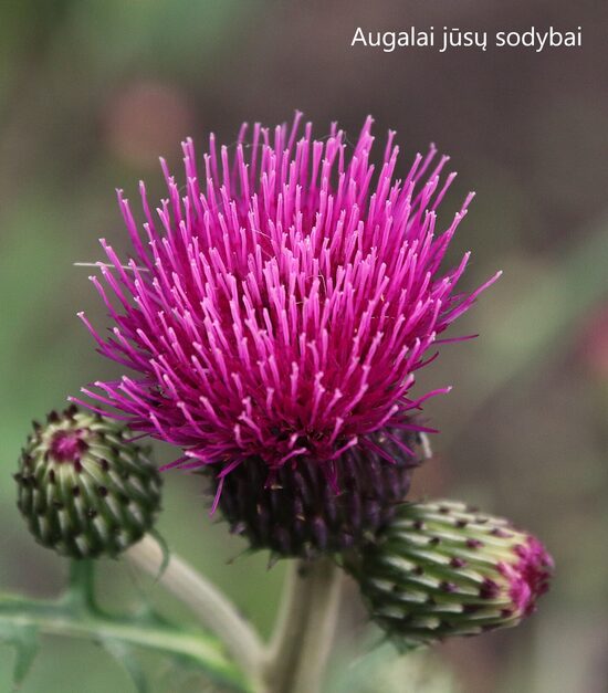 Usnis paupinė (Cirsium rivulare) 'Trevor's Blue Wonder'